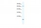 TBX5 antibody - N-terminal region